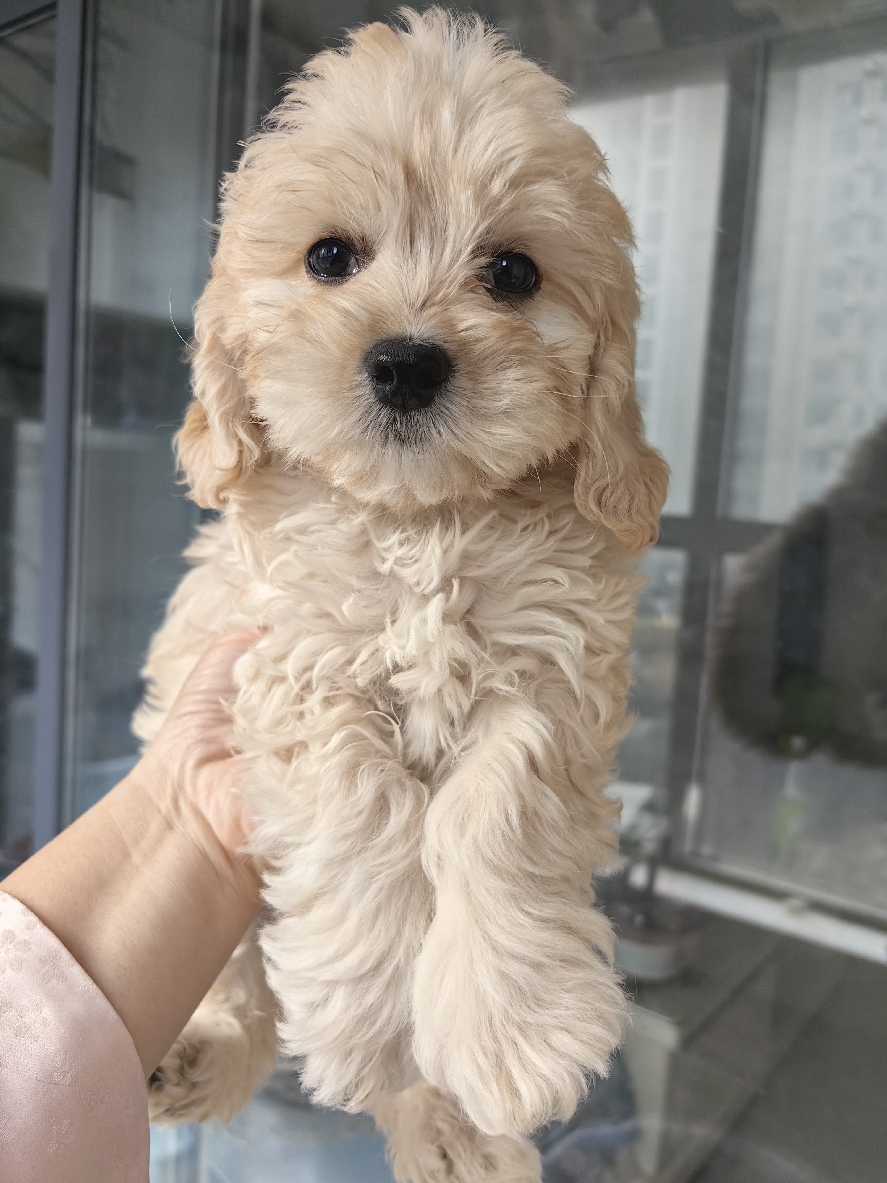 可卡犬